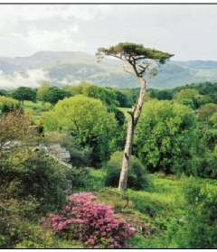 The old drovers tree (Scots Pine) at Tal y Waen