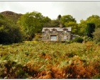 Tal y Waen - lots of bracken!