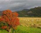 Morfa Mawddach Station